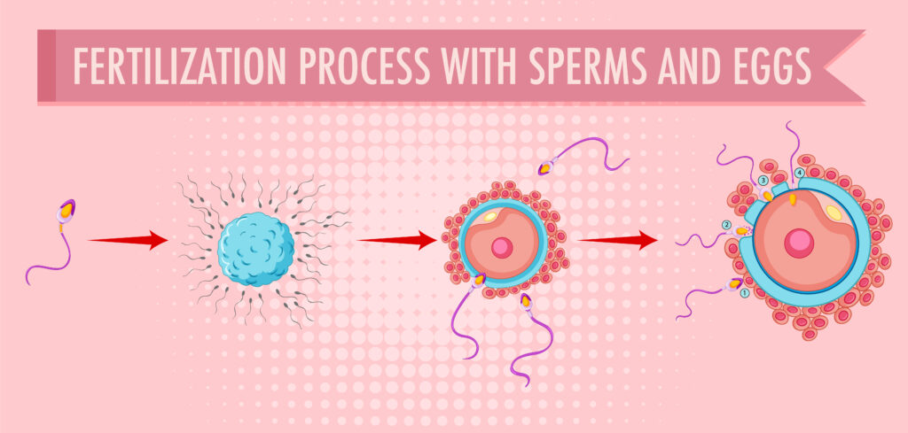 Fertilization & Embryo Culture