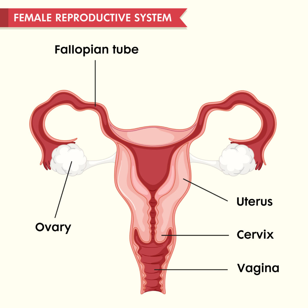 Blocked or damaged fallopian tubes