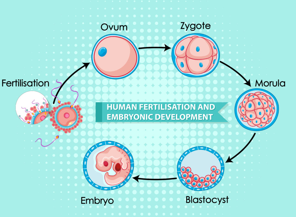 Stages of Embryo Development in IVF